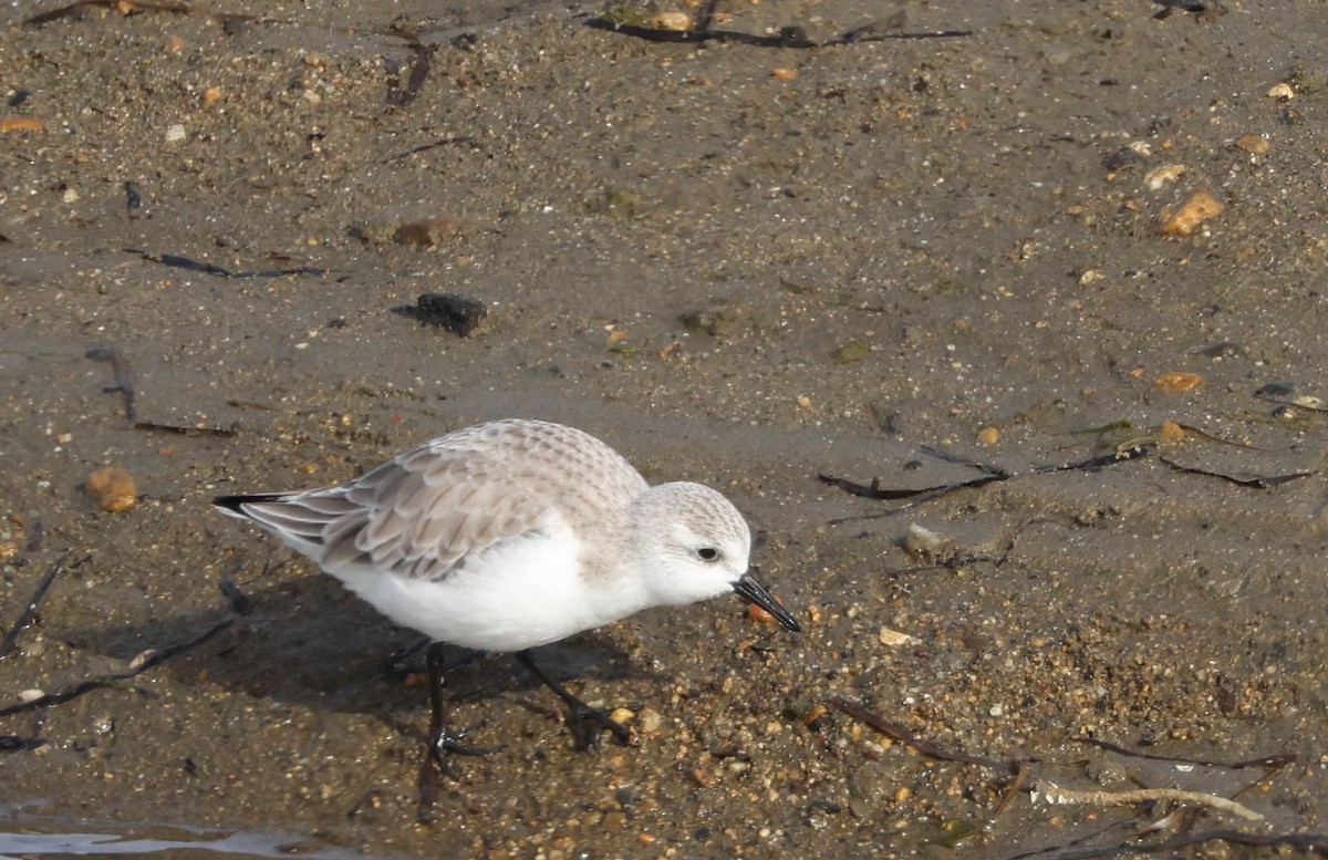 Bécasseau sanderling - ML613205578