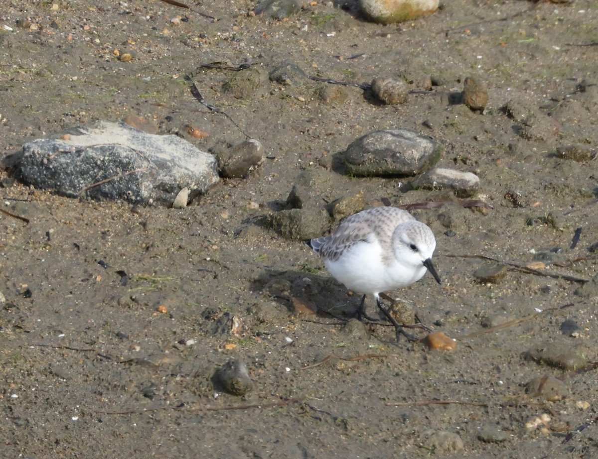 Bécasseau sanderling - ML613205592