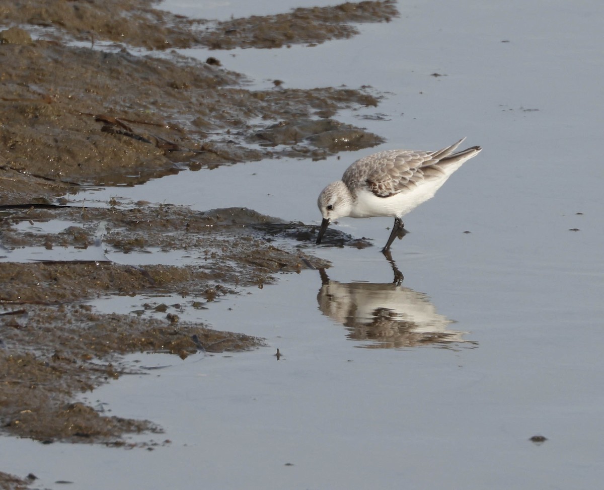 Bécasseau sanderling - ML613205593