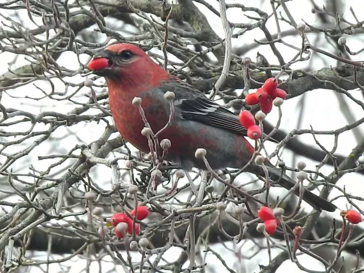 Pine Grosbeak - Betsy Taylor