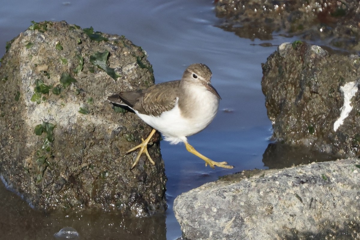 Spotted Sandpiper - ML613205718