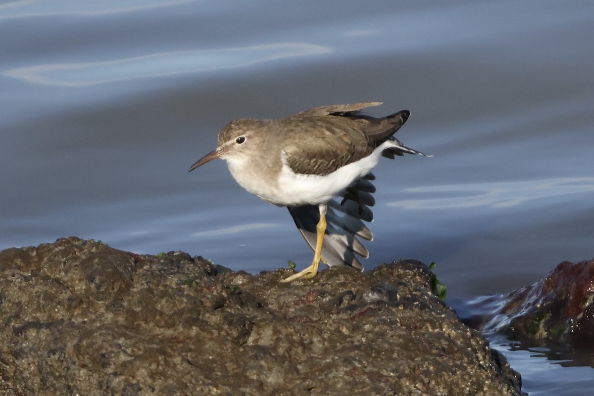 Spotted Sandpiper - ML613205720