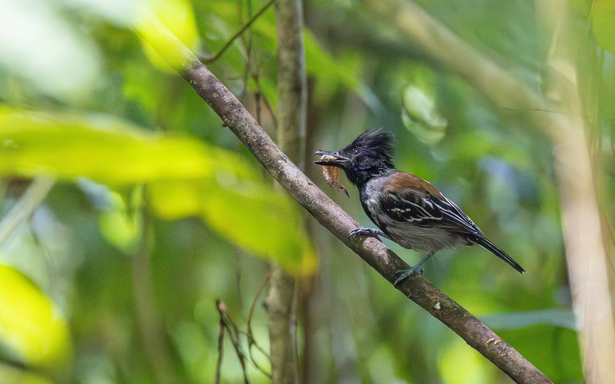 Black-crested Antshrike - Atlee Hargis