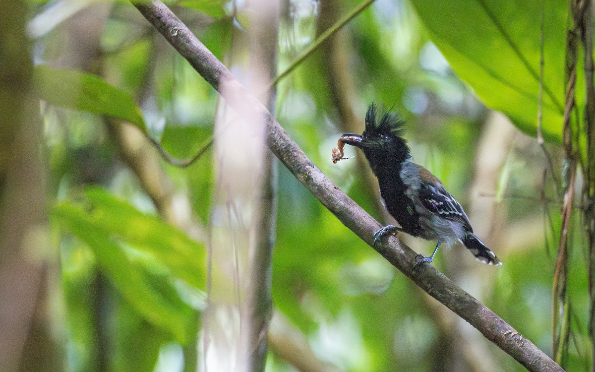 Black-crested Antshrike - ML613205748