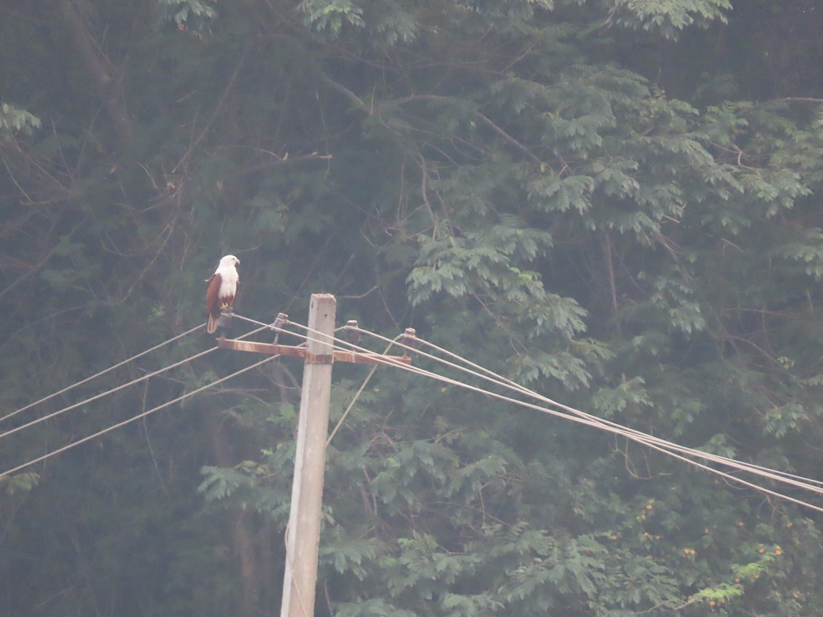 Brahminy Kite - ML613205754