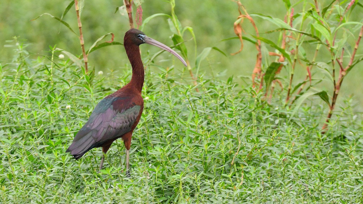 ibis hnědý - ML613205764