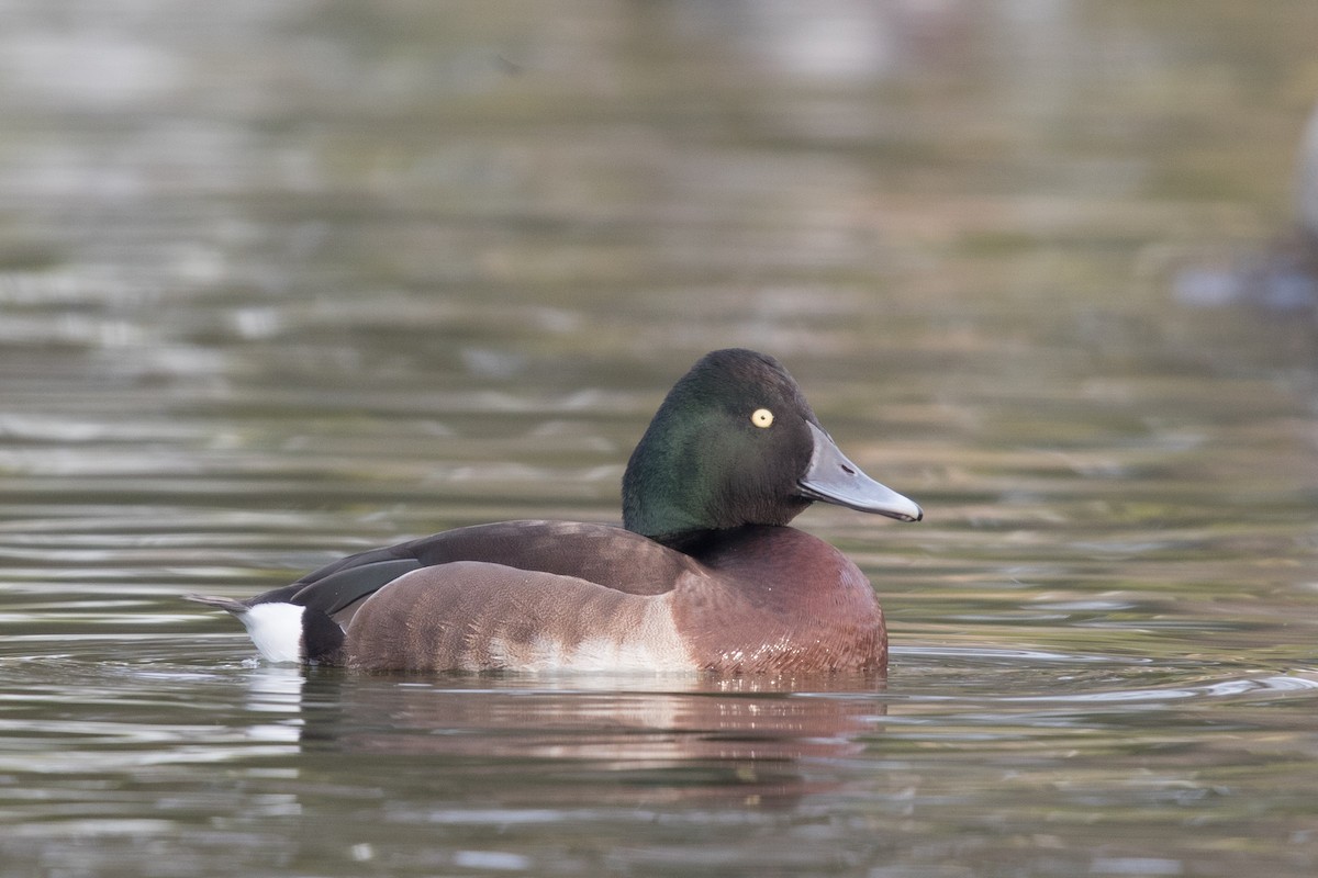 Common x Baer's Pochard (hybrid) - ML613205772