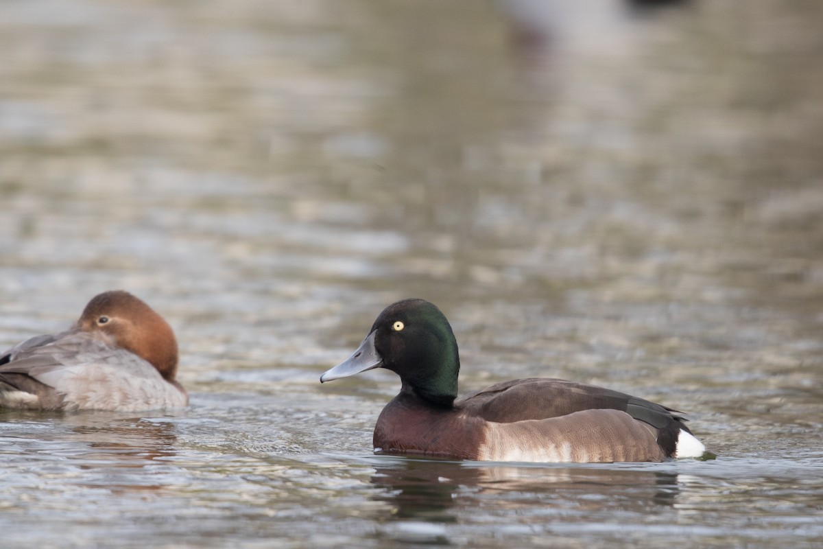 Common x Baer's Pochard (hybrid) - ML613205774