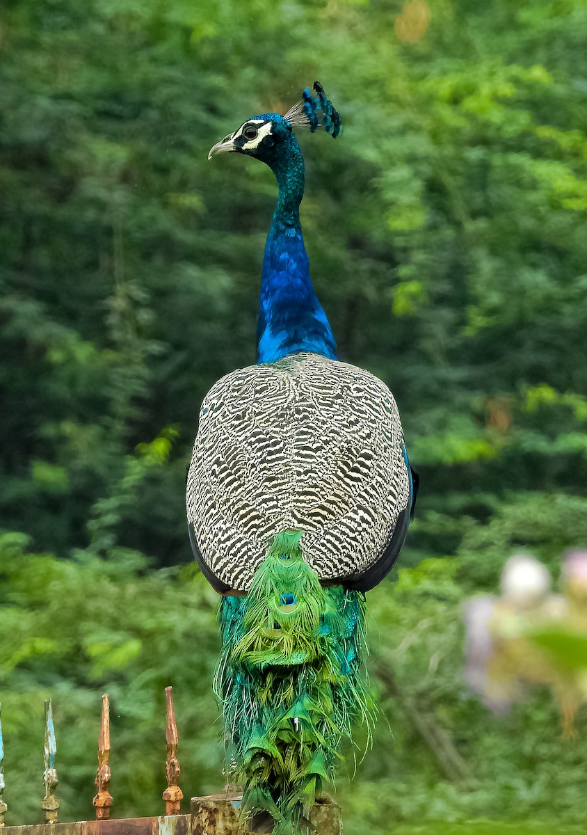 Indian Peafowl - ML613205802