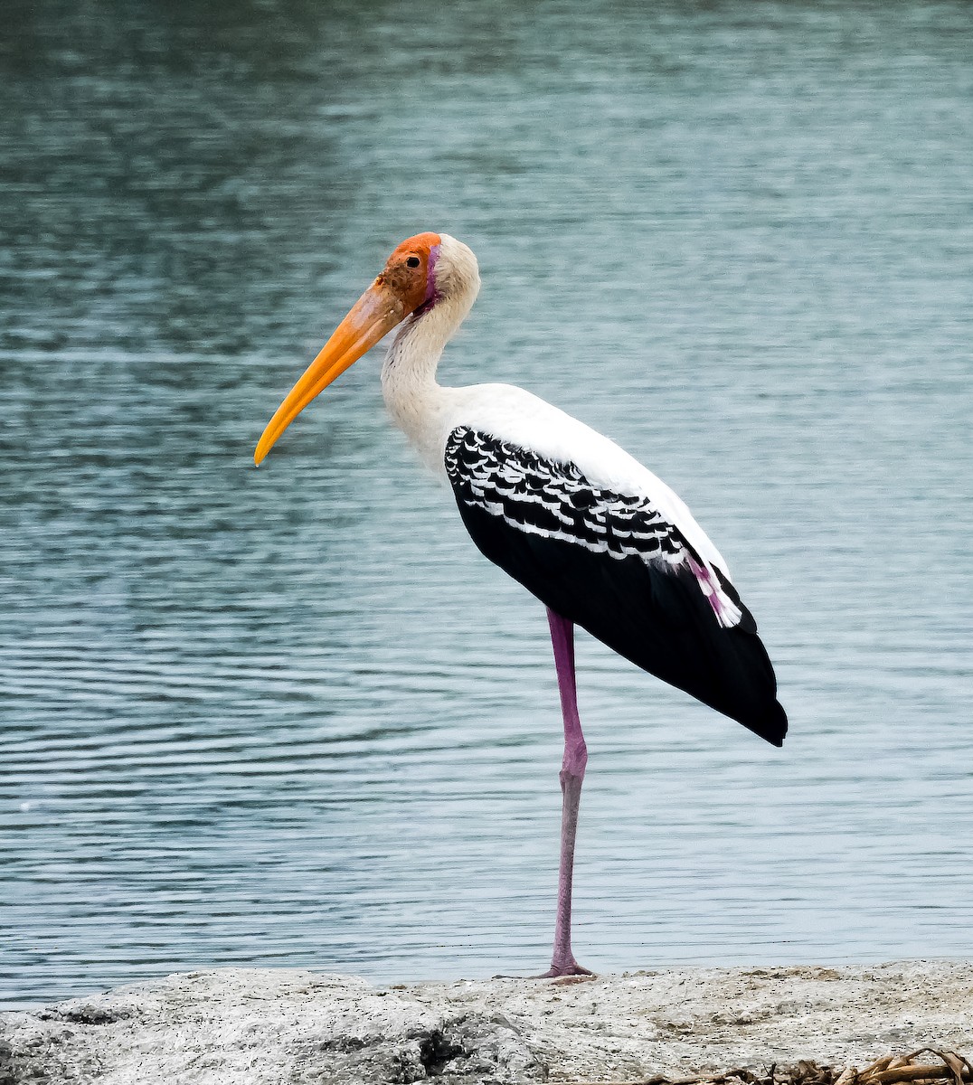 Painted Stork - ML613205804