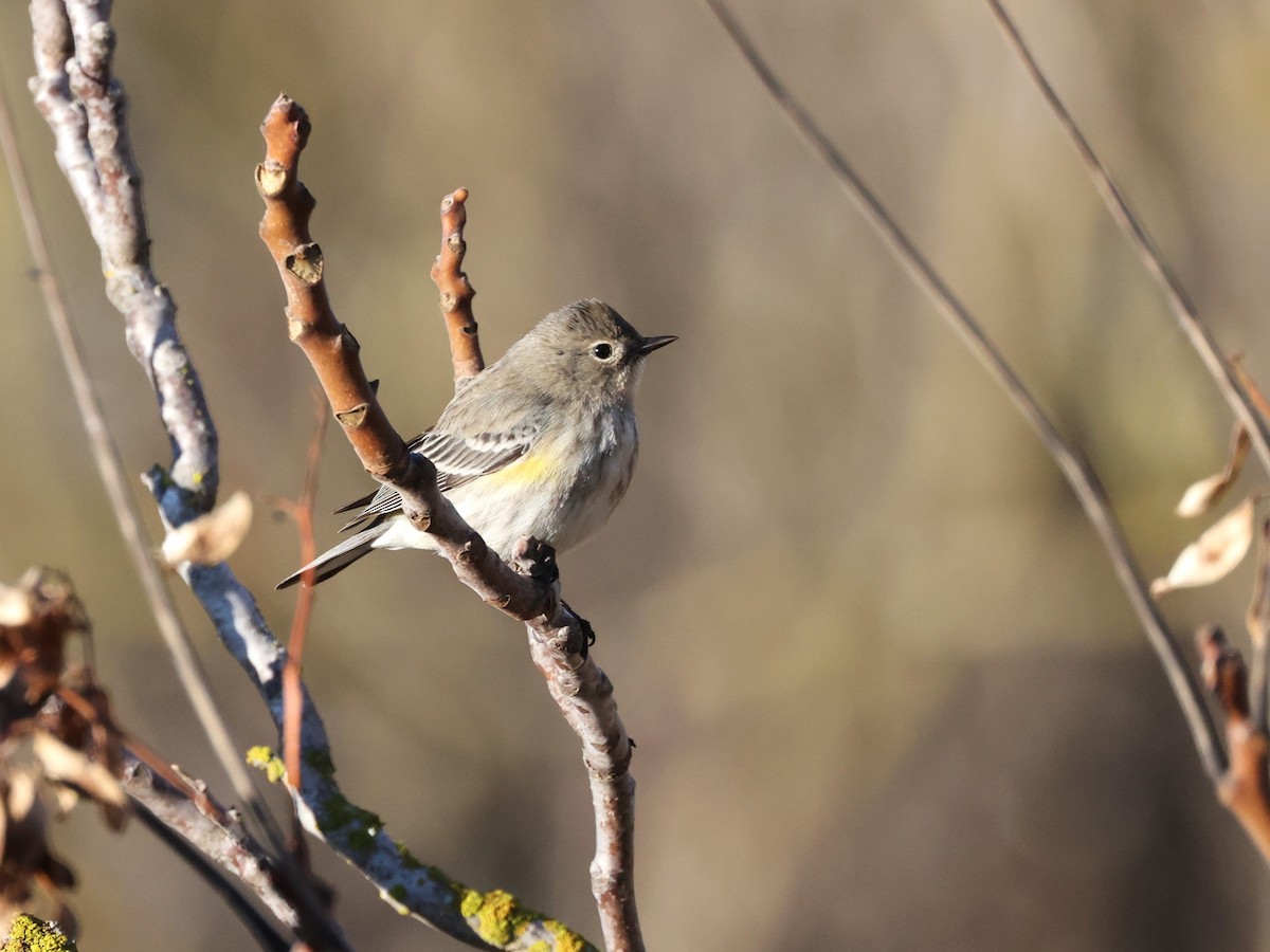 Yellow-rumped Warbler (Audubon's) - ML613205943