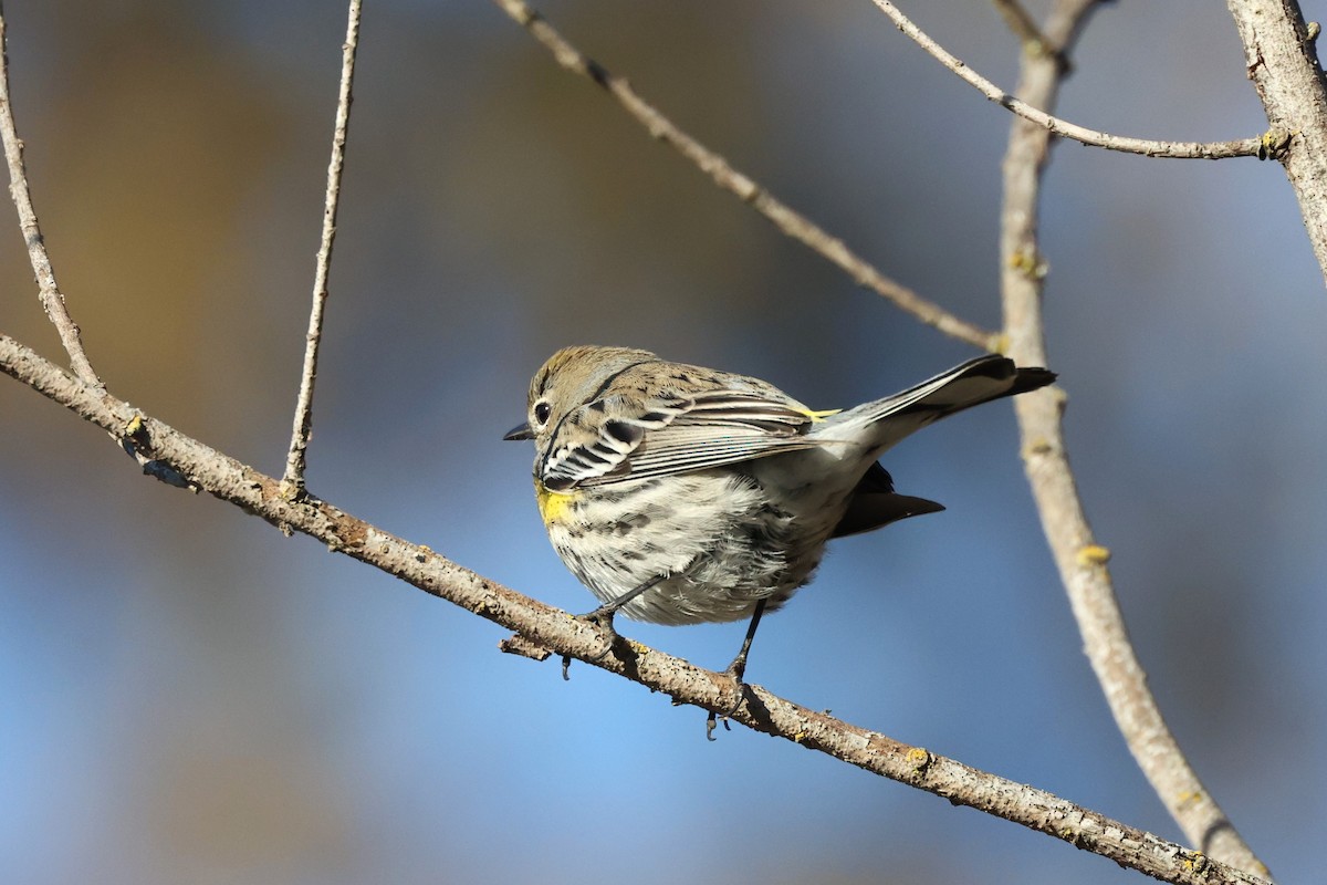 Yellow-rumped Warbler (Audubon's) - Harold Reeve