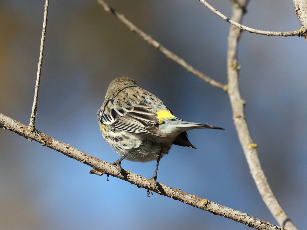 Yellow-rumped Warbler (Audubon's) - Harold Reeve