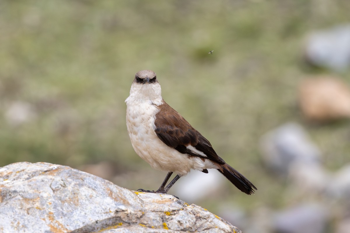 White-bellied Cinclodes - ML613205978