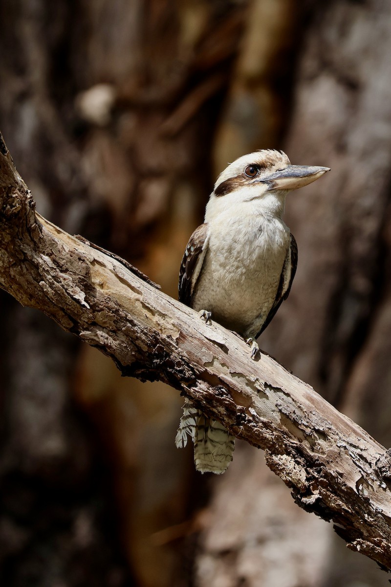 Laughing Kookaburra - ML613205980