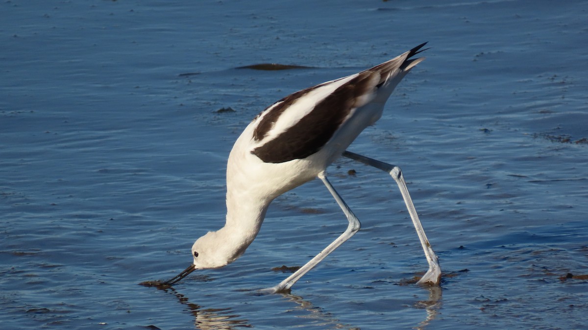 American Avocet - ML613205990