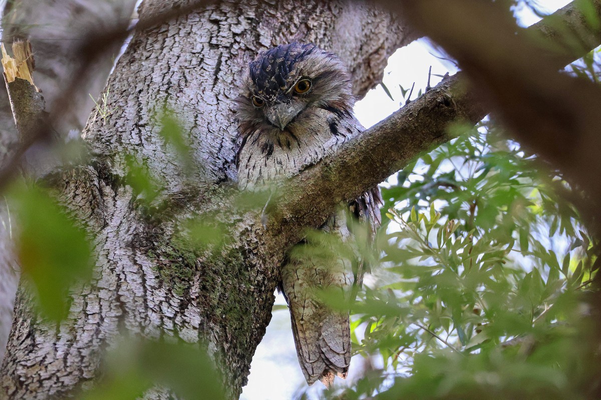 Tawny Frogmouth - ML613205996