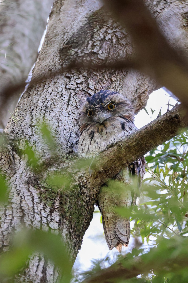 Tawny Frogmouth - ML613205997