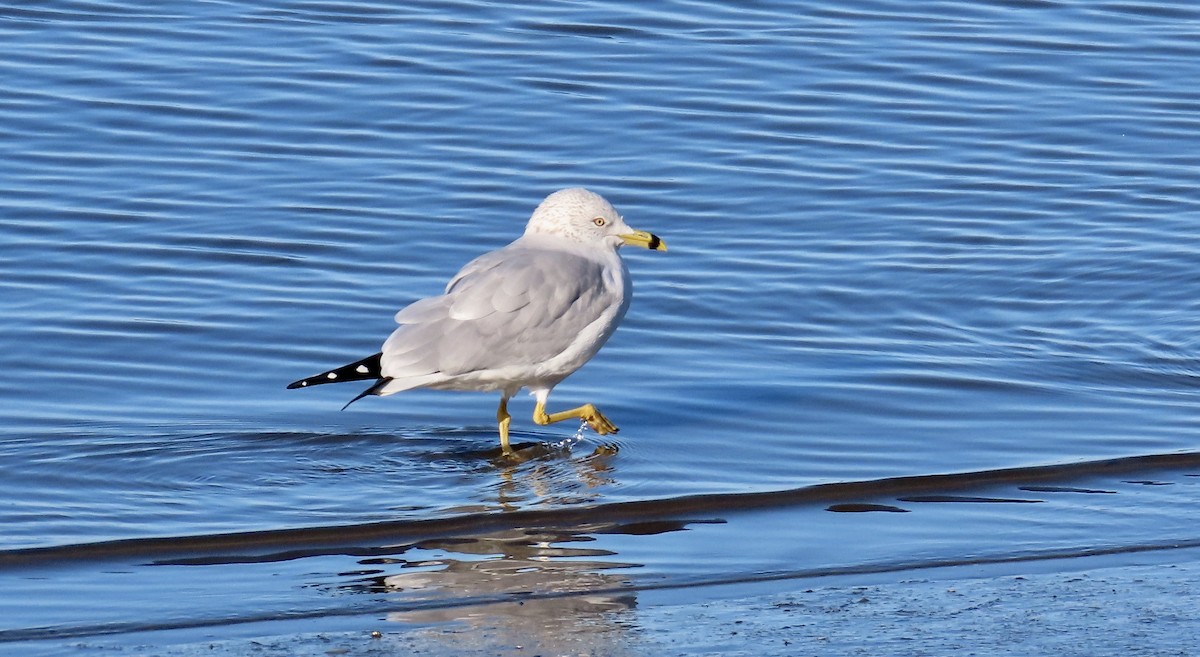 Ring-billed Gull - ML613205999