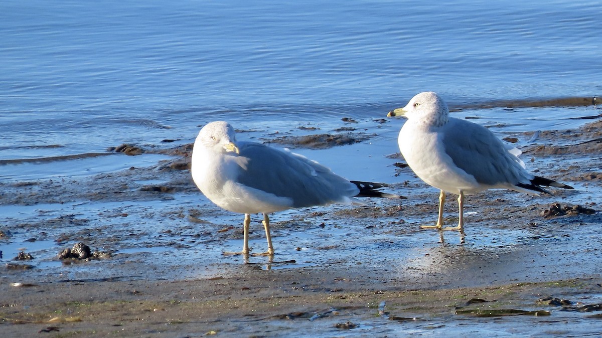 Ring-billed Gull - ML613206000