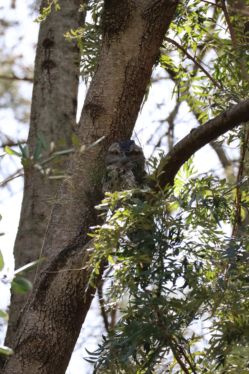 Tawny Frogmouth - ML613206005