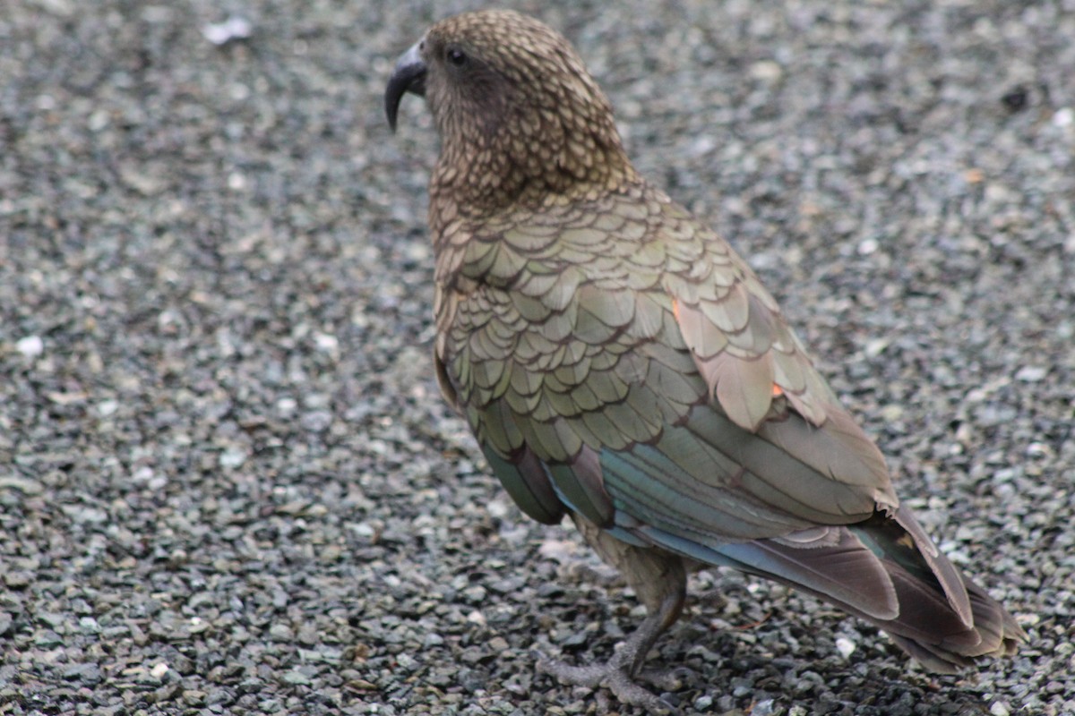 kea - ML613206084