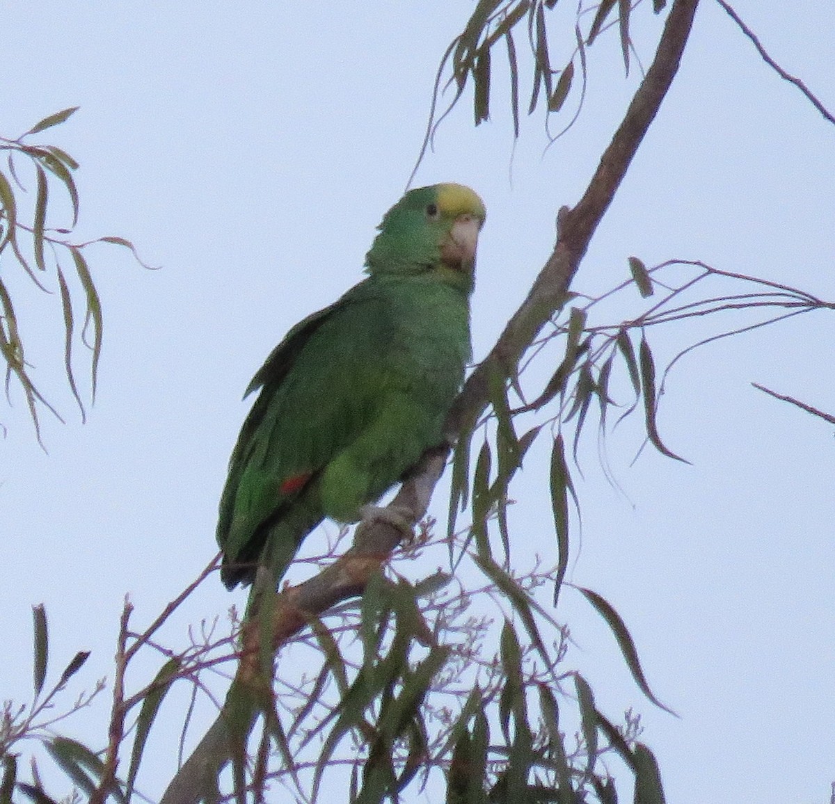 Yellow-headed Parrot - ML613206345