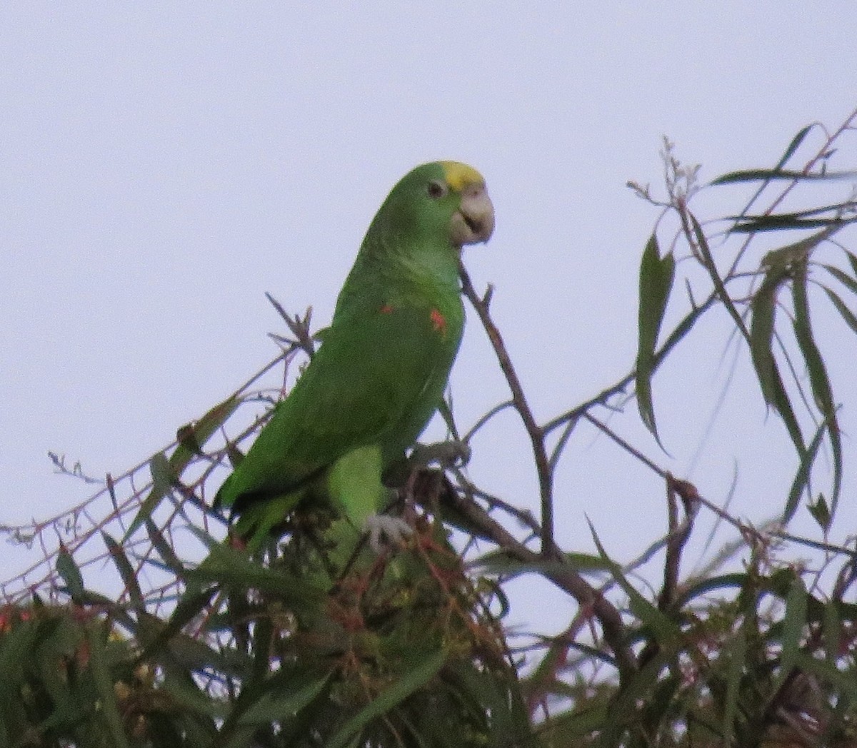 Yellow-headed Parrot - ML613206346