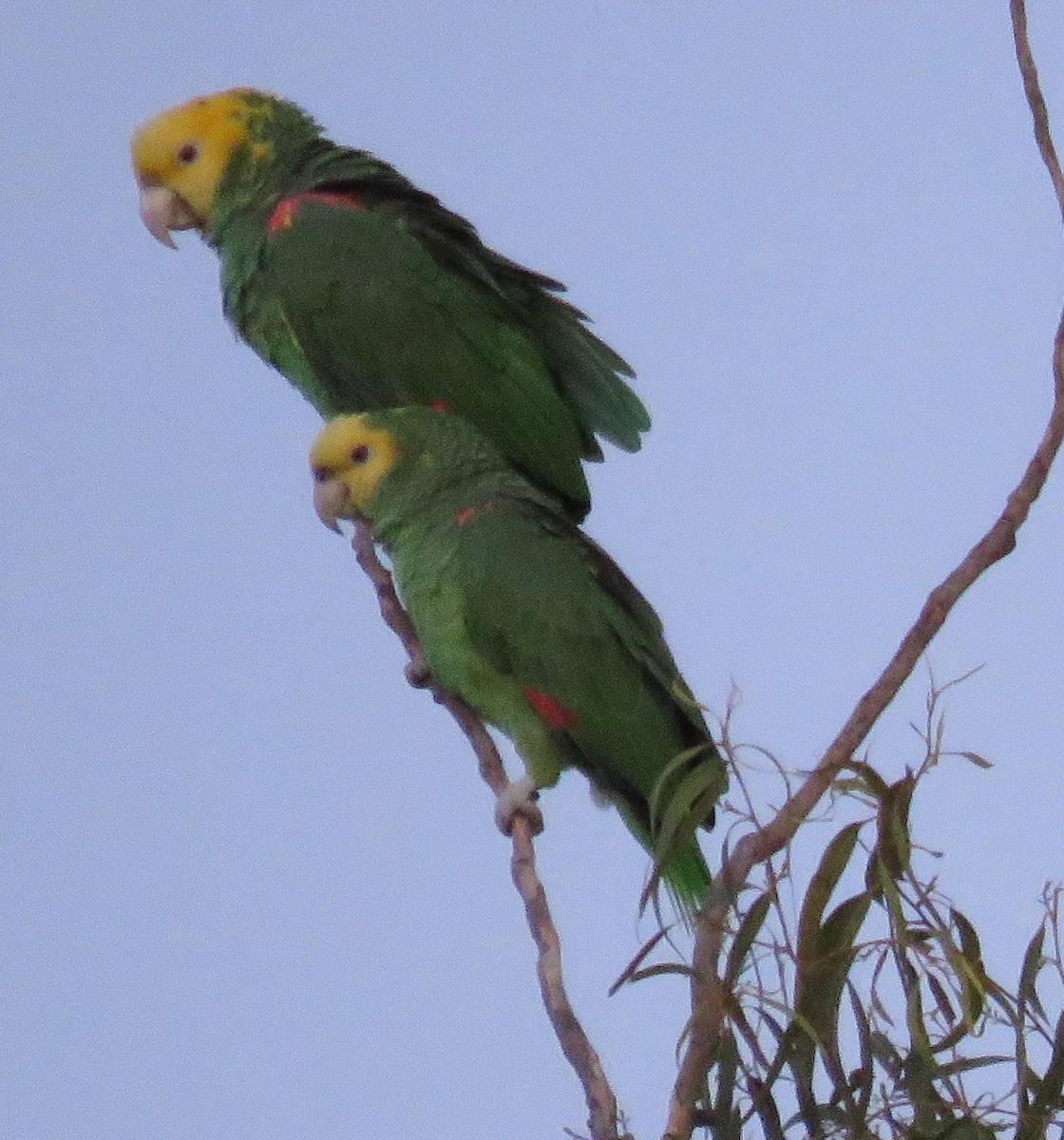 Yellow-headed Parrot - ML613206347