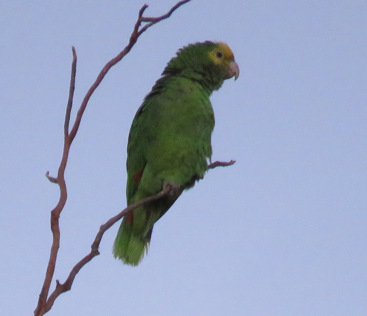 Yellow-headed Parrot - ML613206348