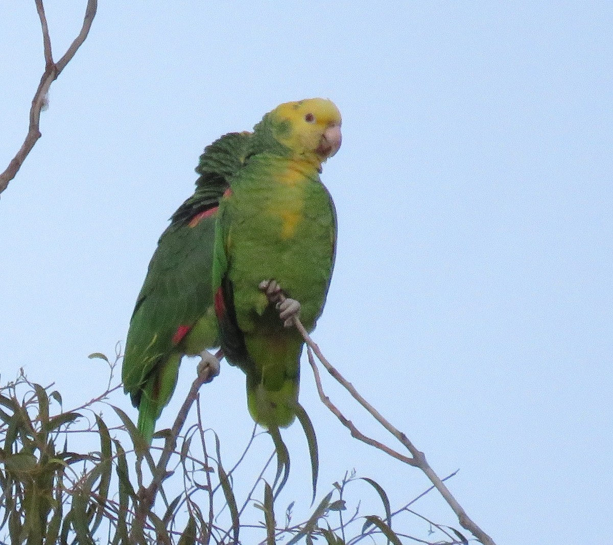 Yellow-headed Parrot - ML613206349