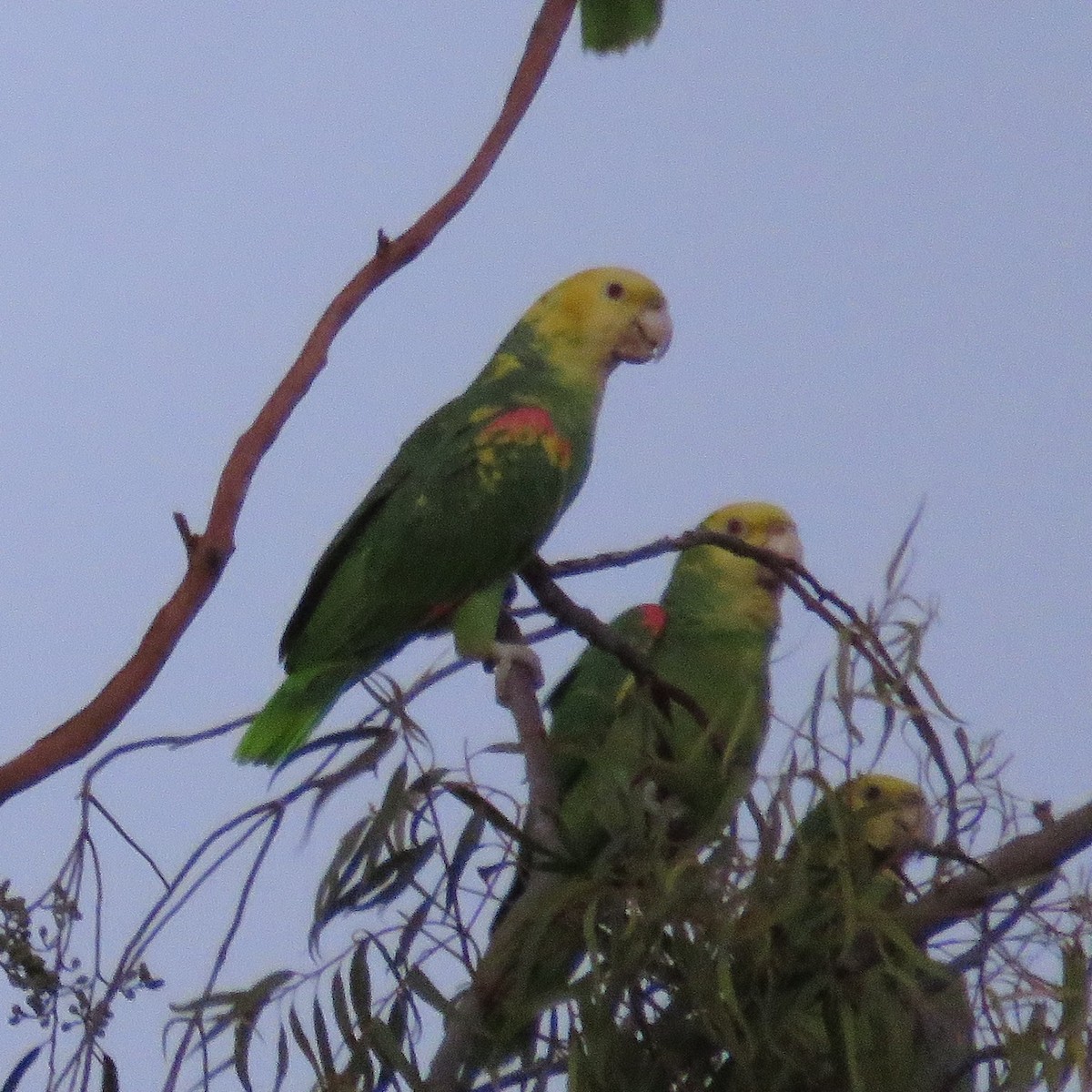 Yellow-headed Parrot - ML613206350