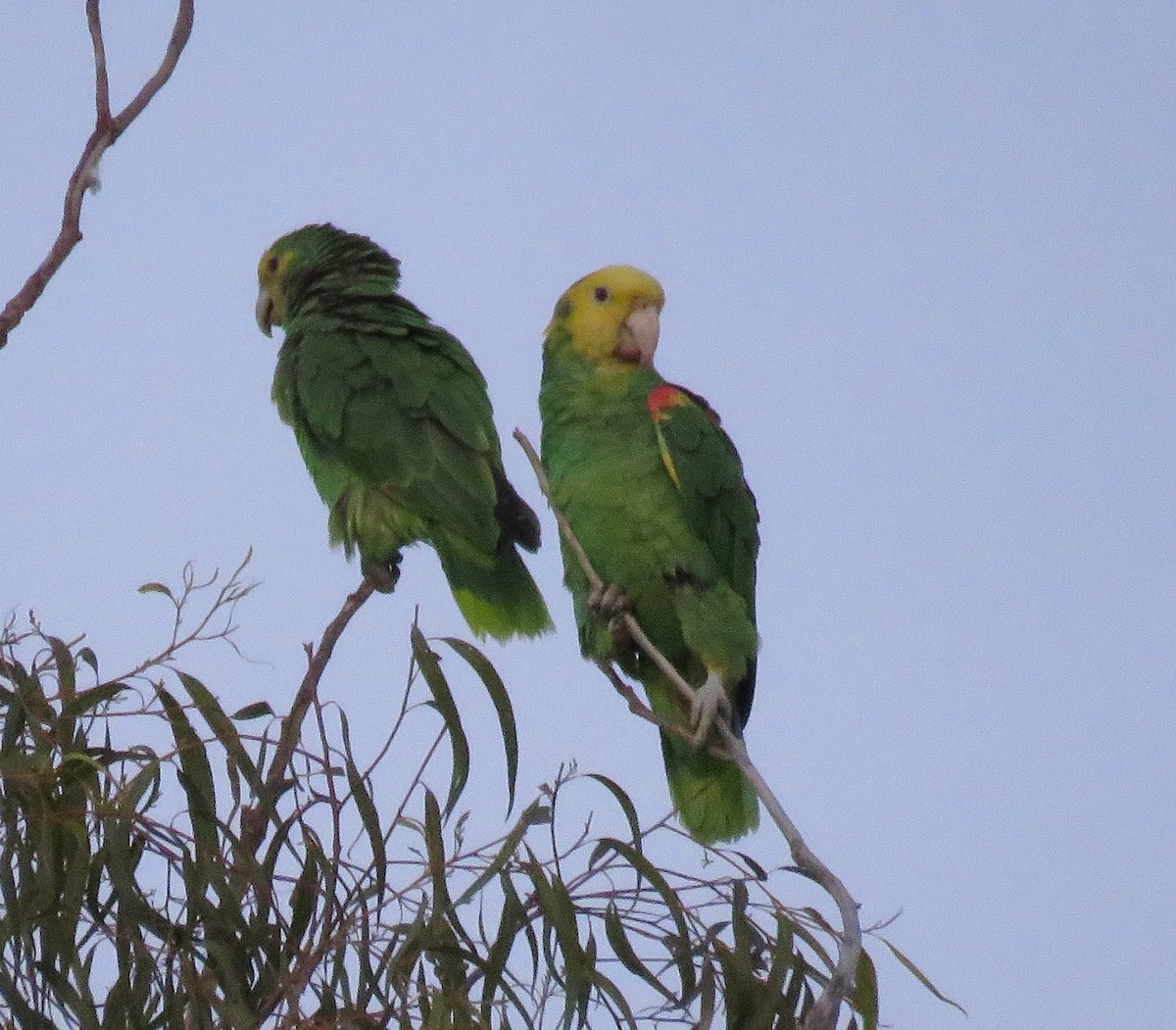 Yellow-headed Parrot - ML613206351