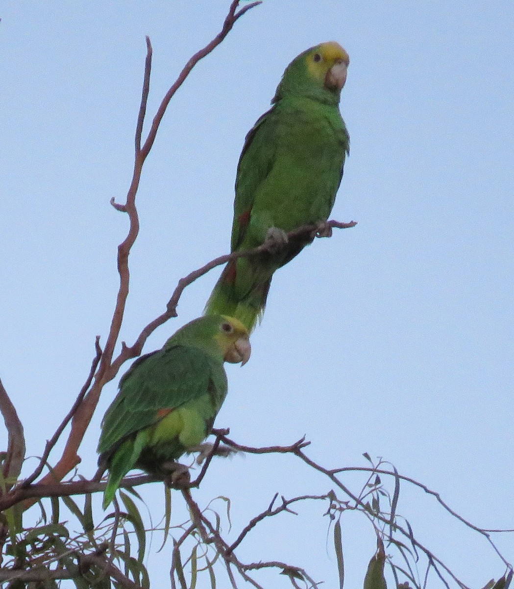 Yellow-headed Parrot - ML613206352