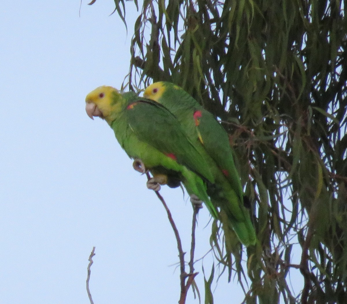 Yellow-headed Parrot - ML613206353