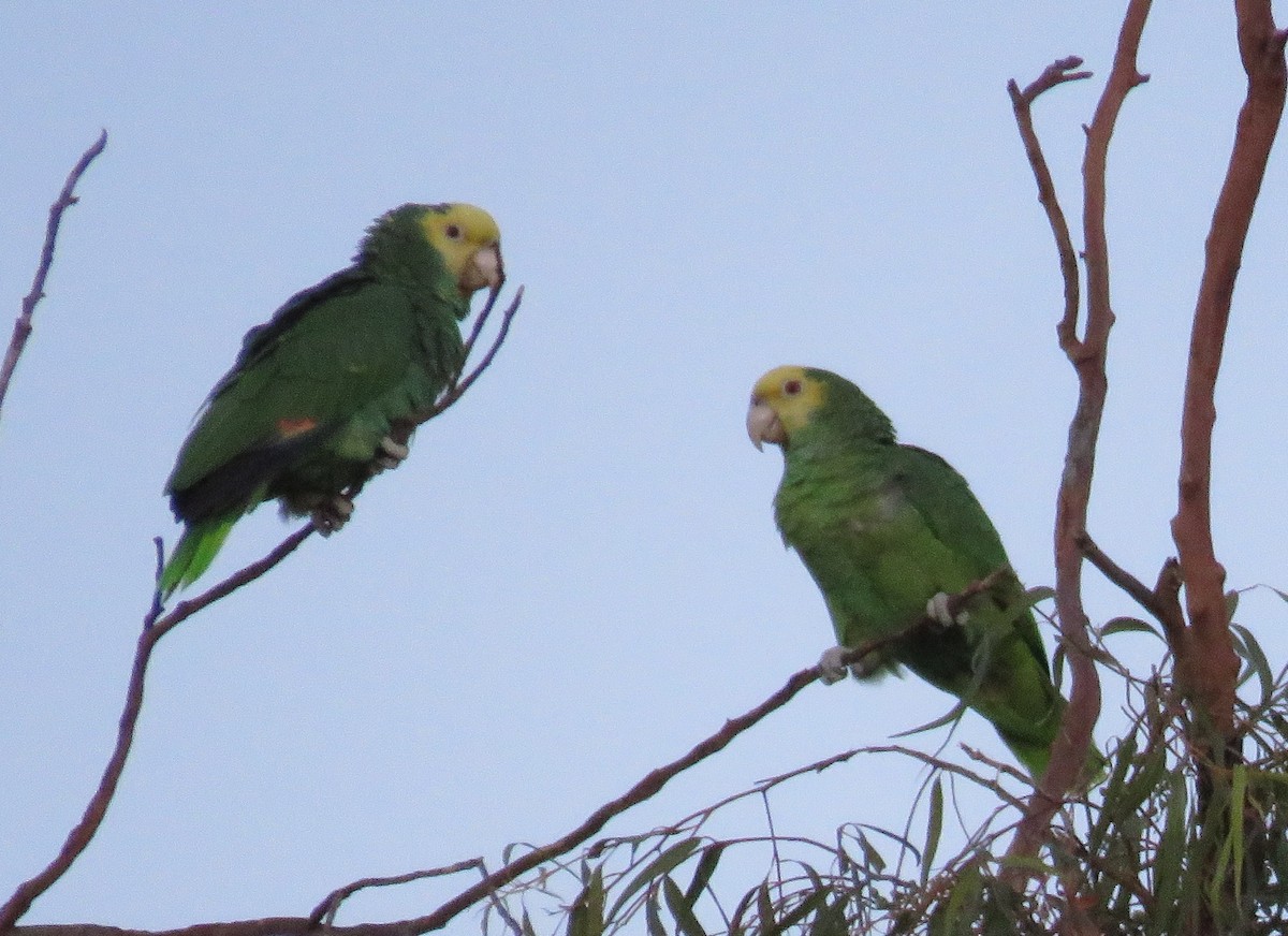 Yellow-headed Parrot - ML613206354