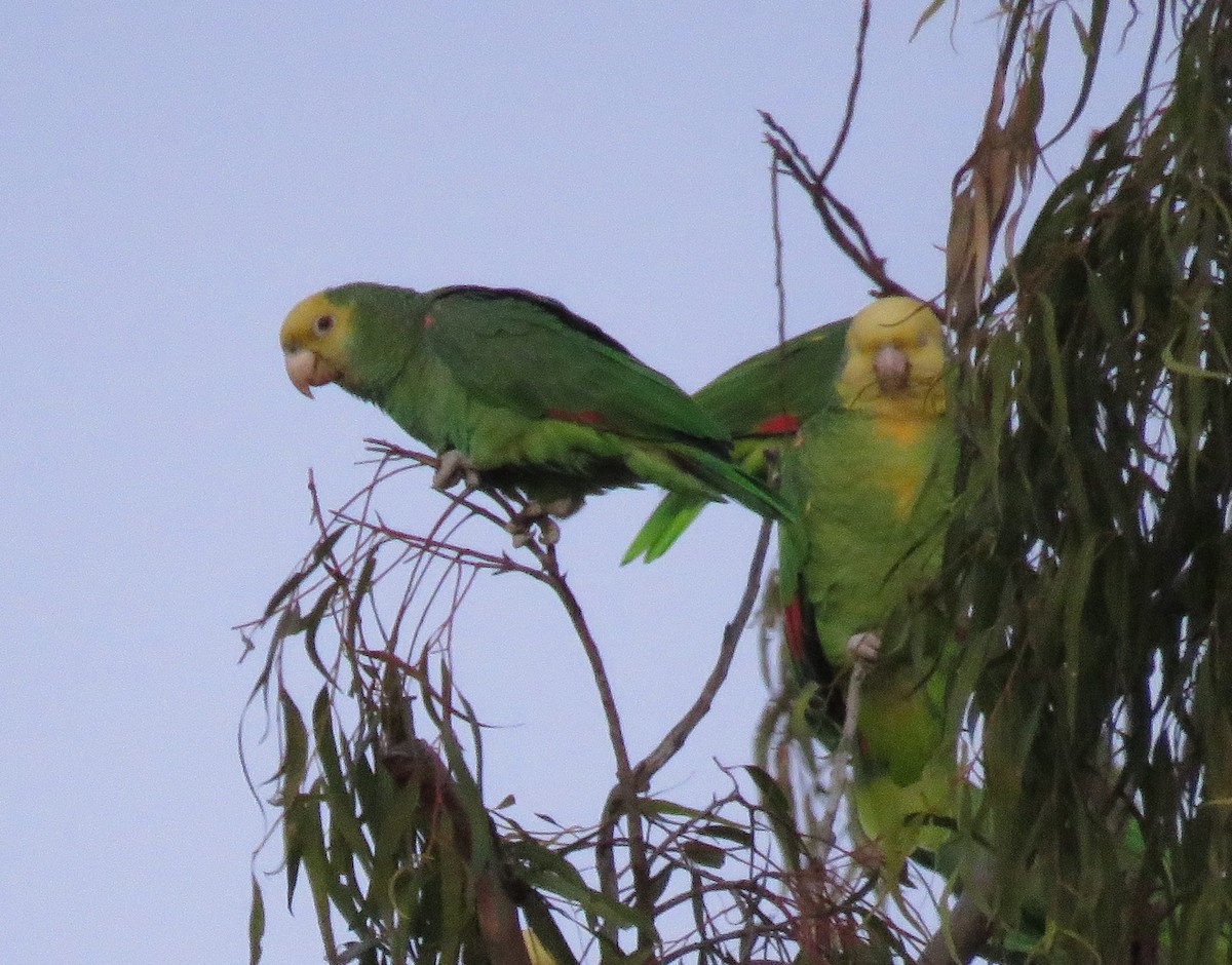 Yellow-headed Parrot - ML613206355