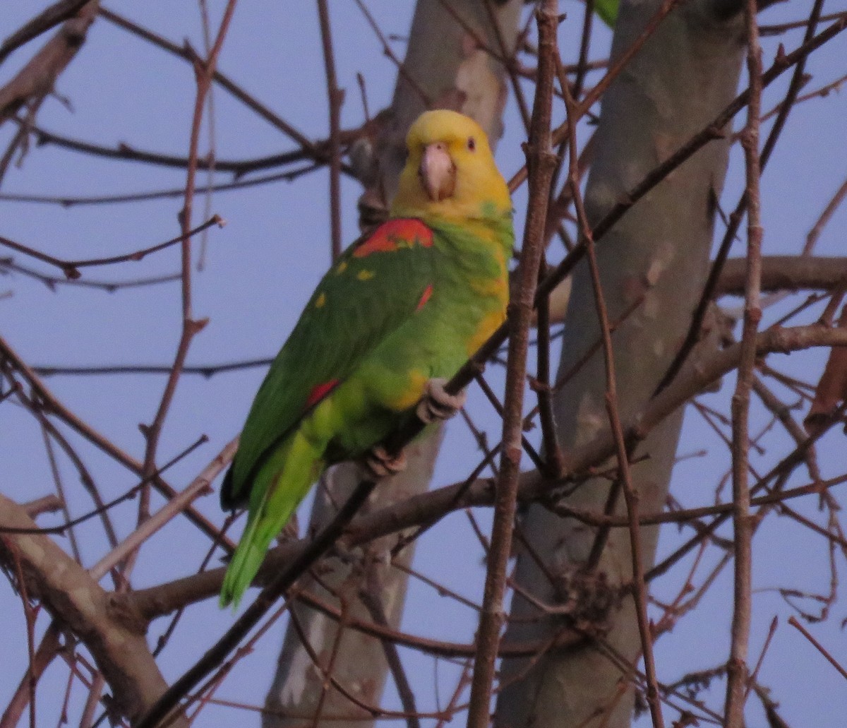 Yellow-headed Parrot - ML613206356