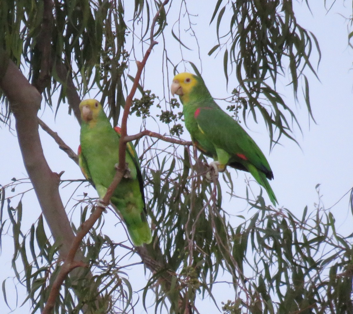 Yellow-headed Parrot - ML613206357