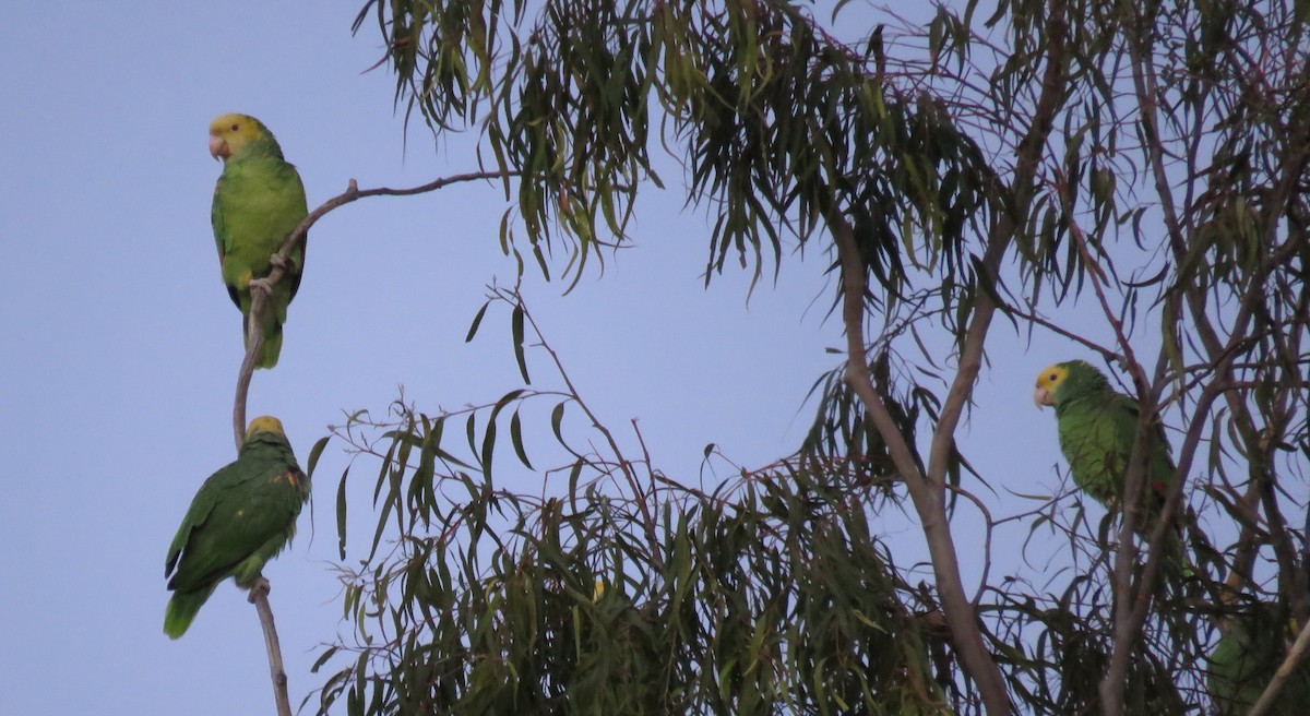 Yellow-headed Parrot - ML613206358