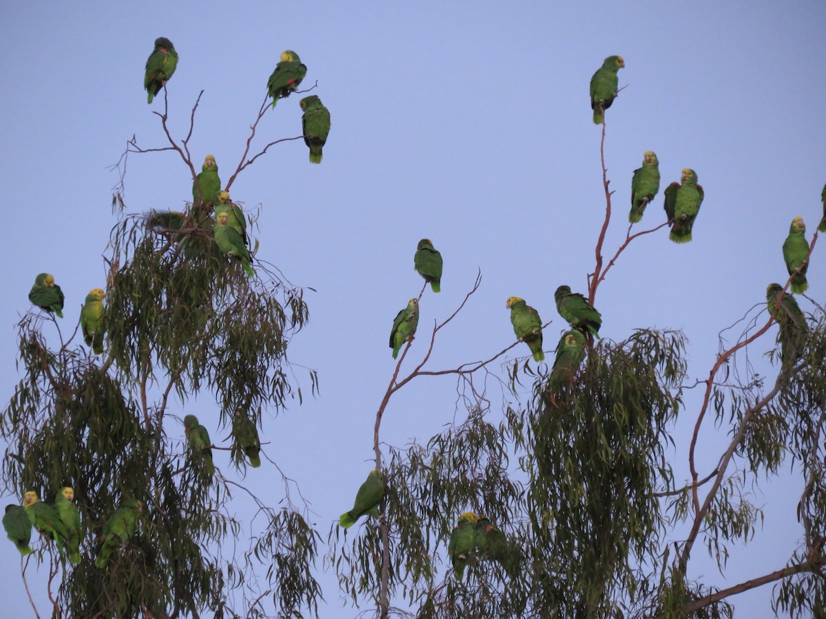 Yellow-headed Parrot - ML613206359