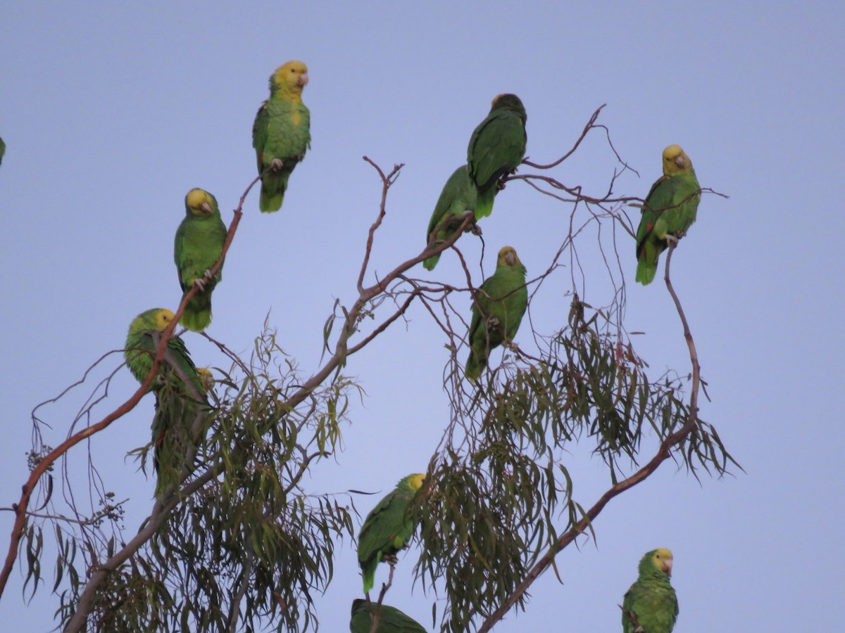 Yellow-headed Parrot - ML613206360