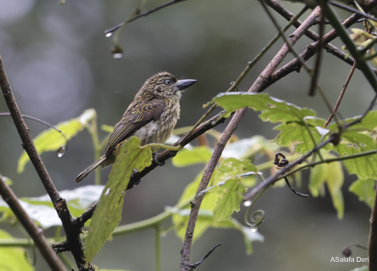 Speckled Tinkerbird - ML613206390