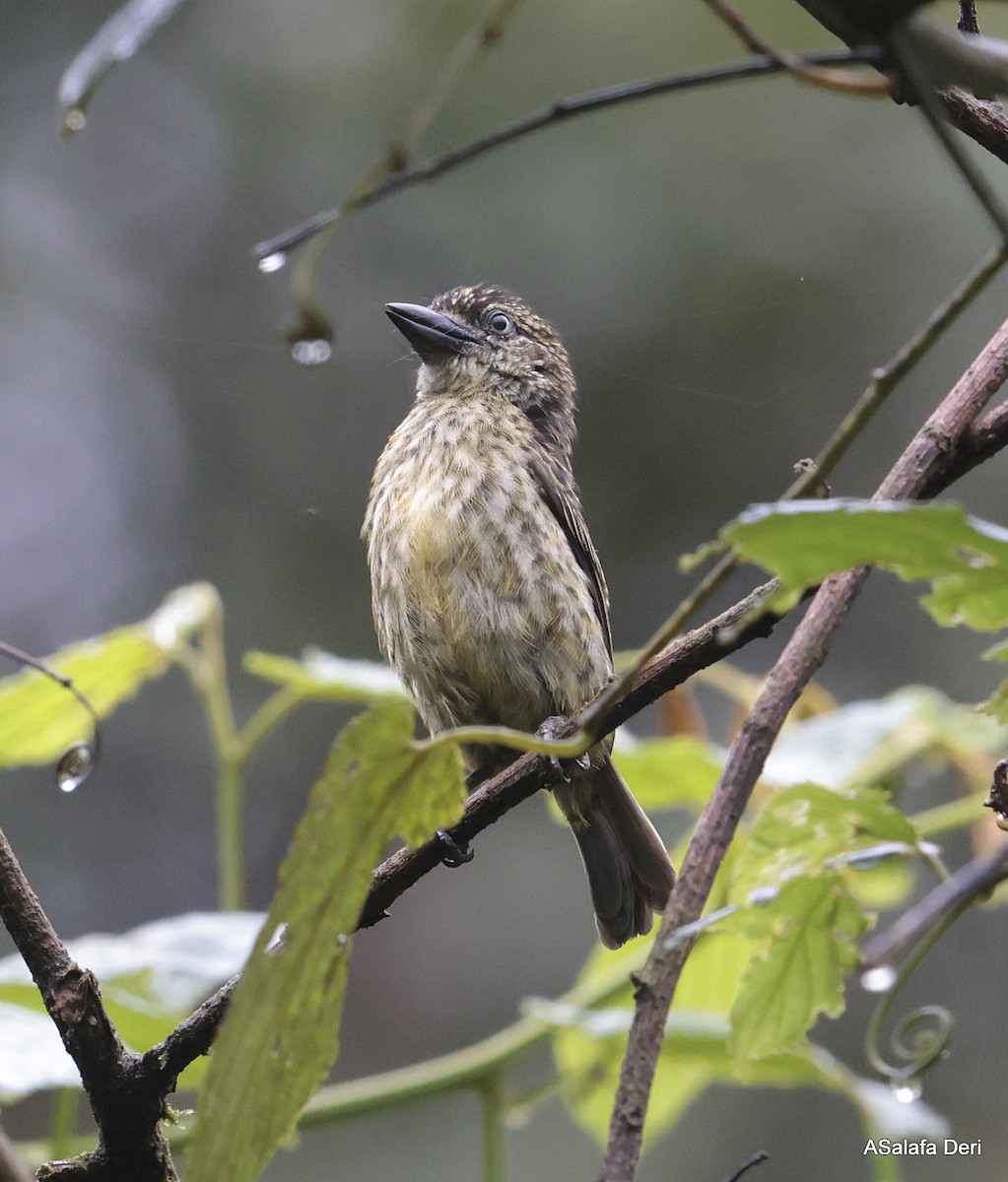 Speckled Tinkerbird - ML613206398