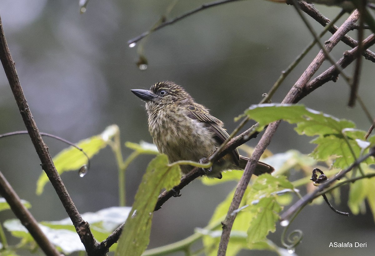 Speckled Tinkerbird - ML613206400