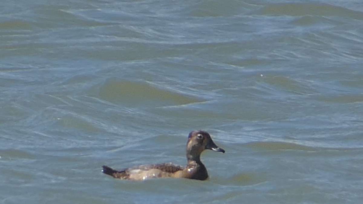 Ring-necked Duck - ML613206431