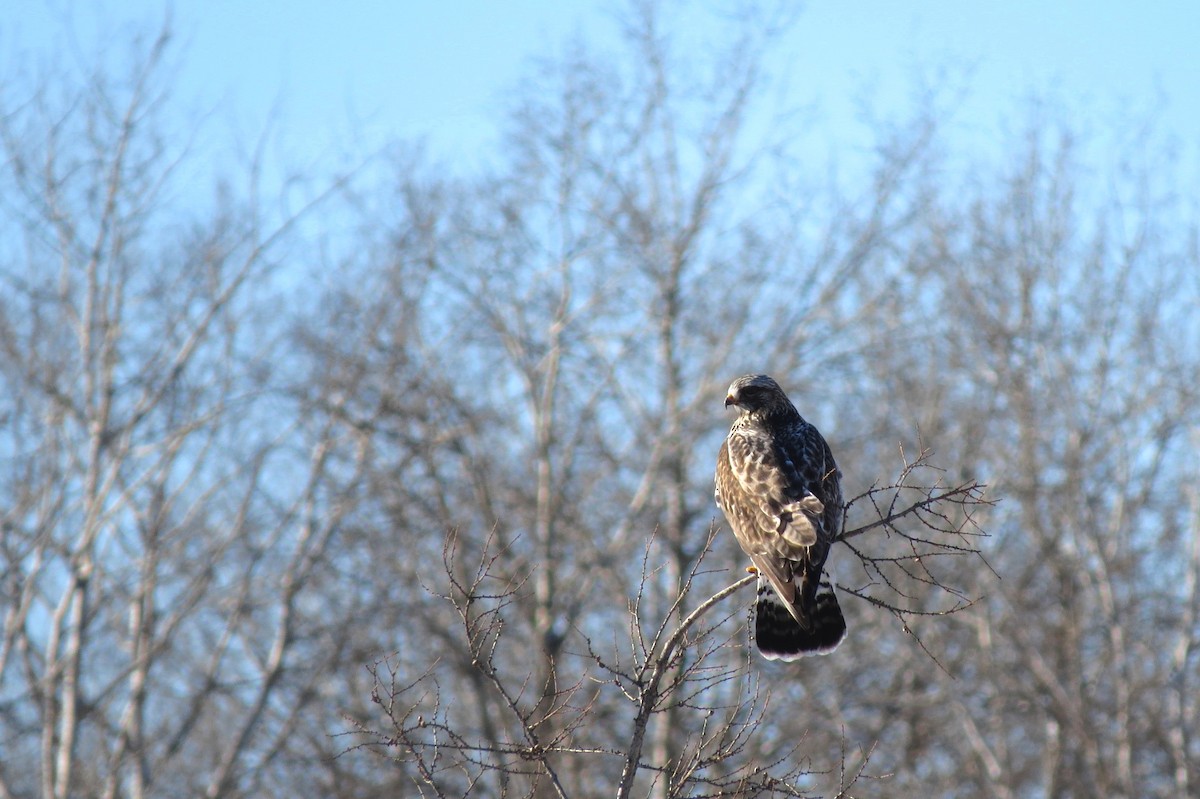 Rough-legged Hawk - Anne Geraghty