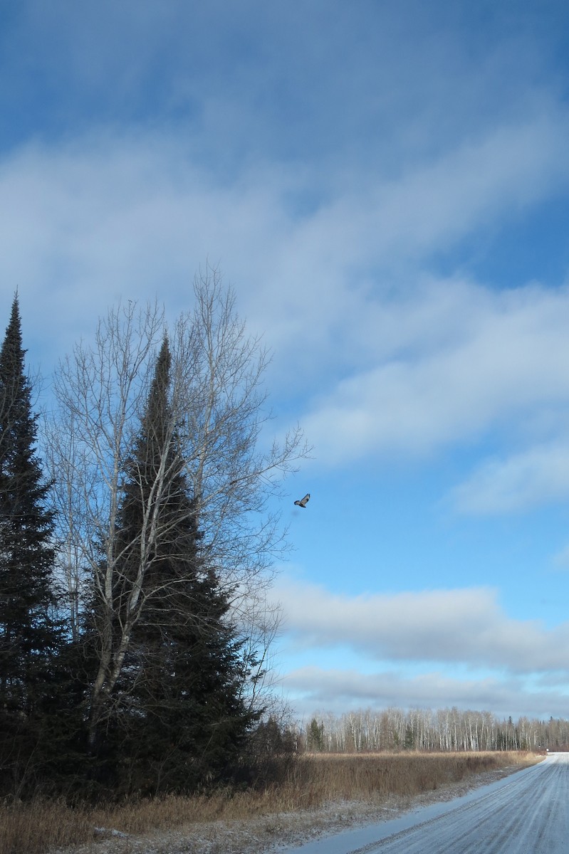 Rough-legged Hawk - ML613206441