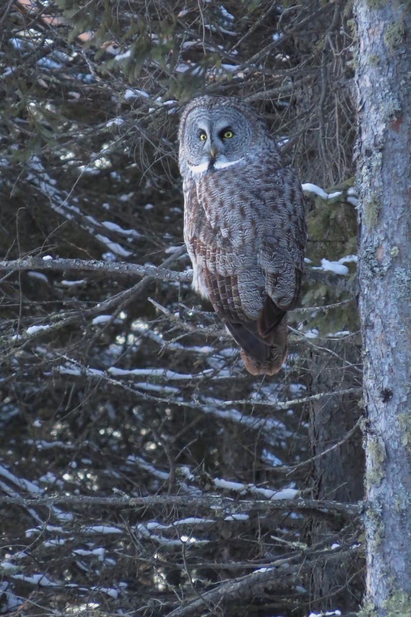 Great Gray Owl - ML613206443