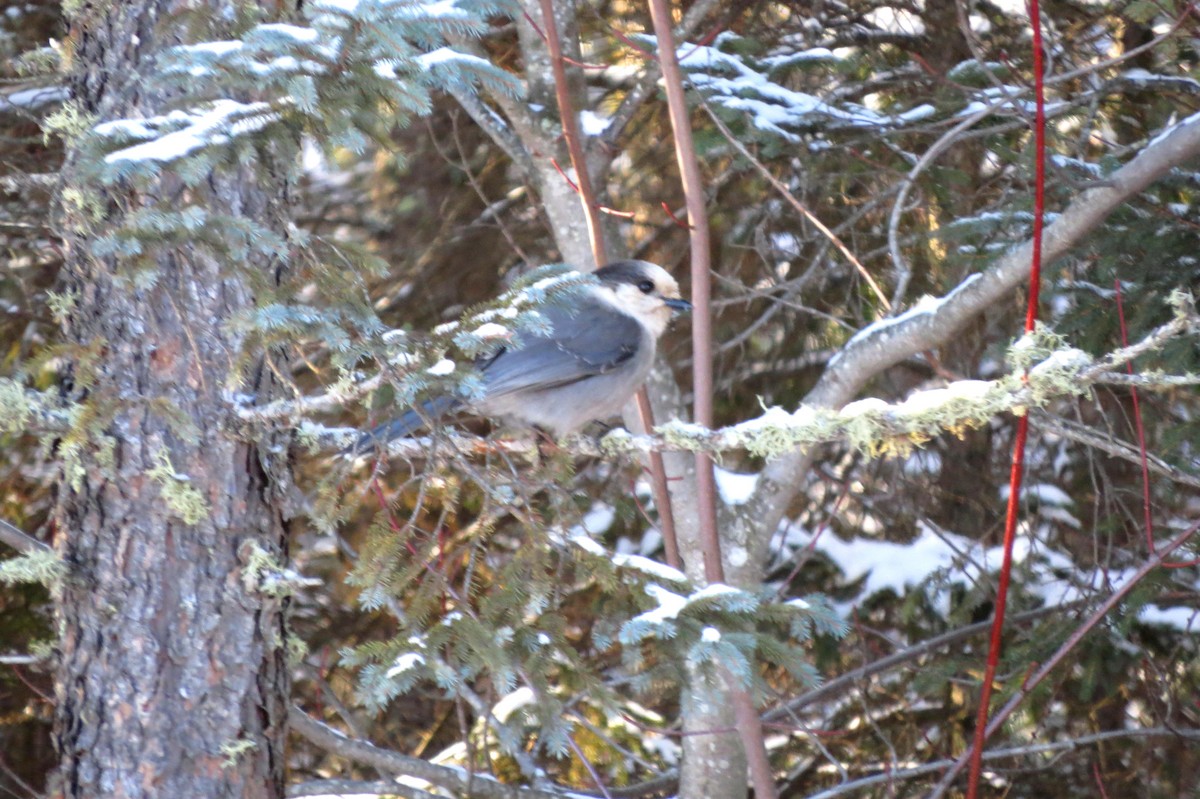 Canada Jay - Anne Geraghty